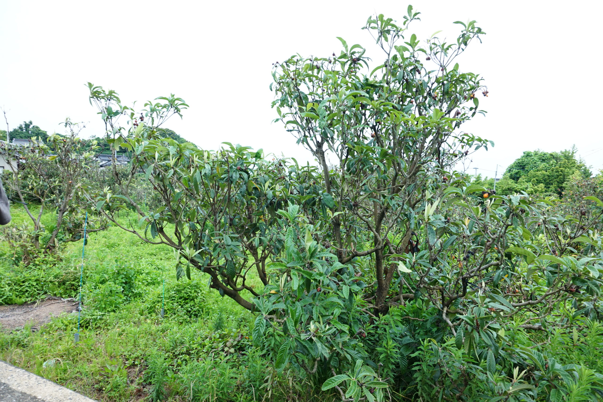 ���٤��Ʀ��