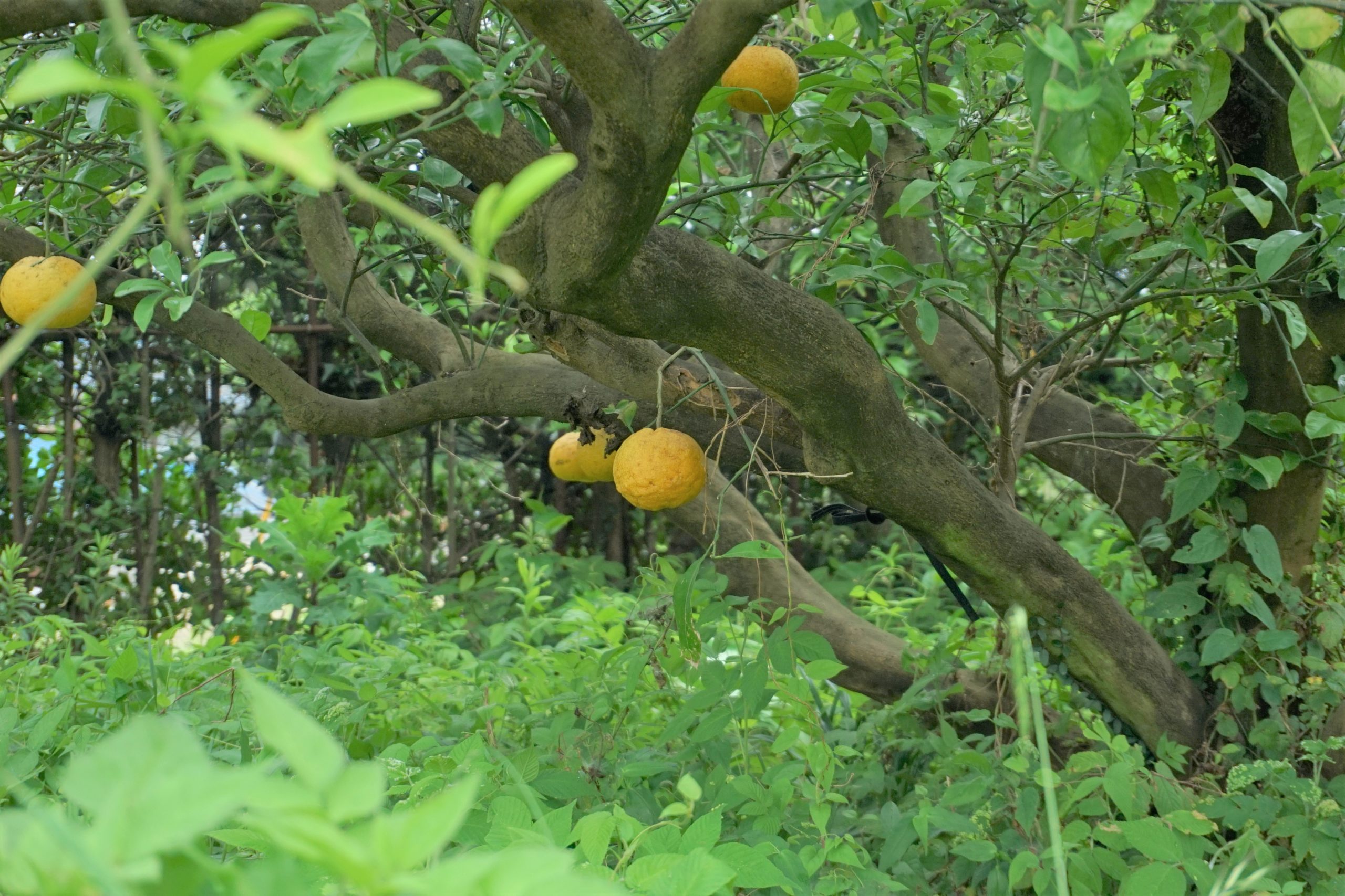 ���٤��Ʀ��