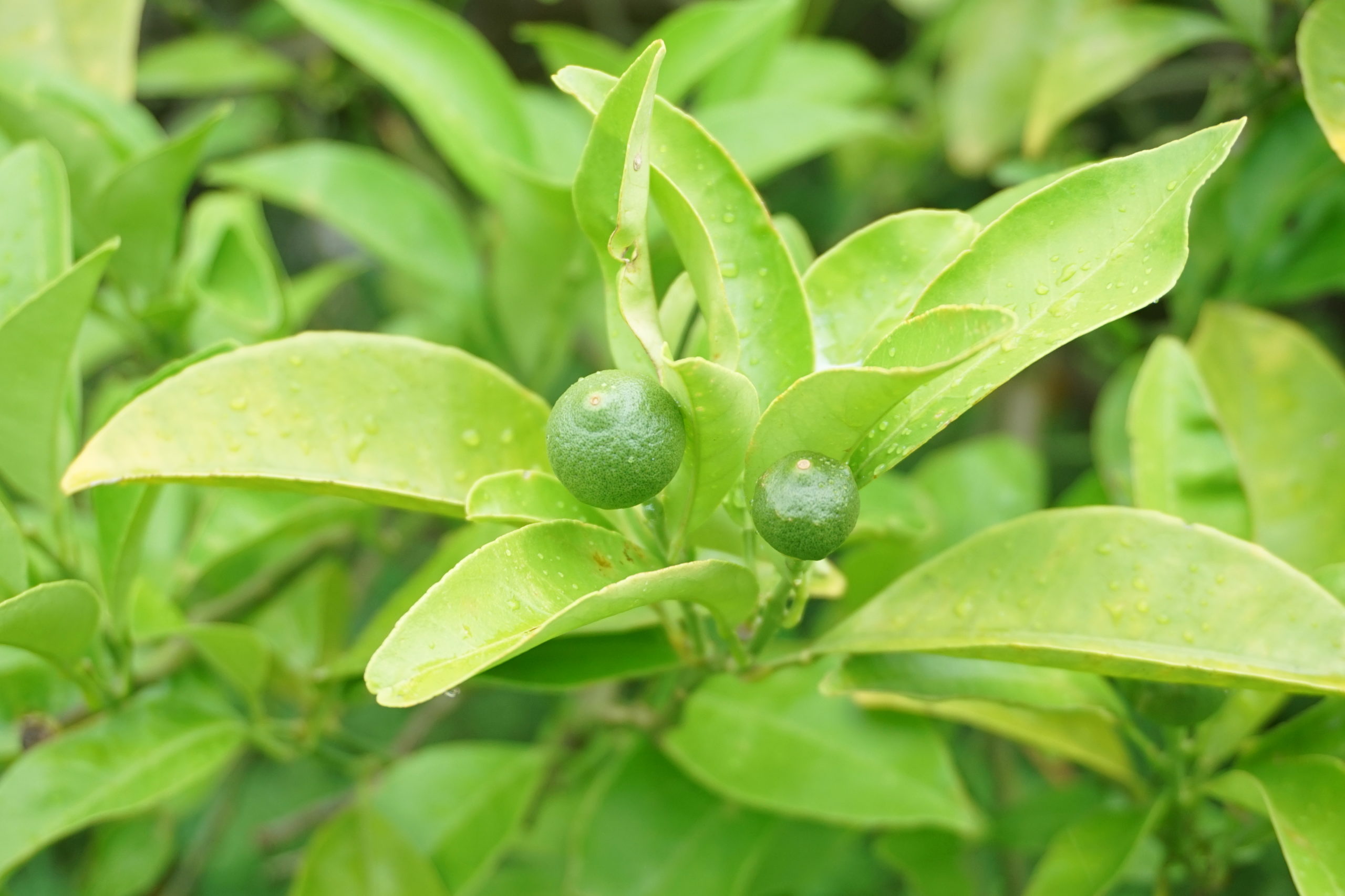 ���٤��Ʀ��