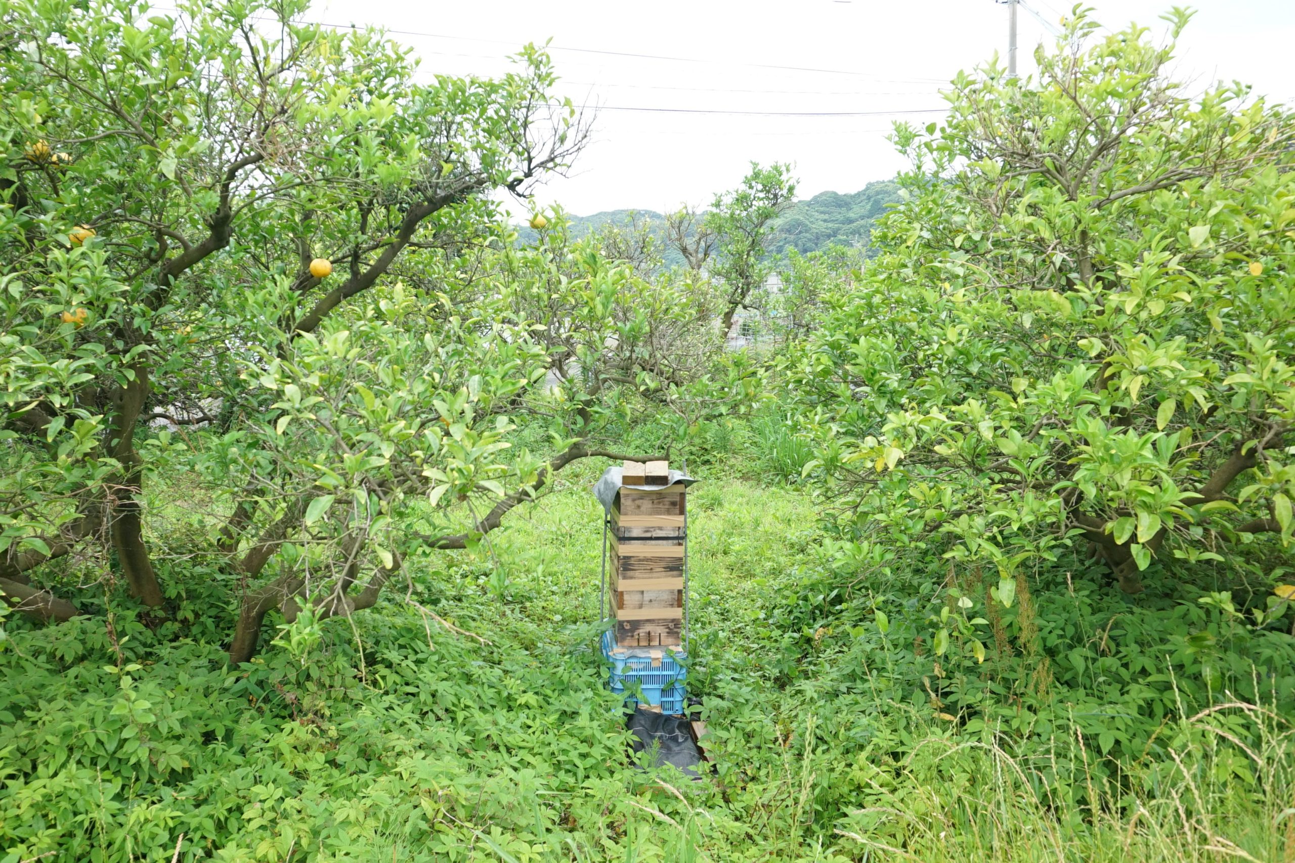 ���٤��Ʀ��