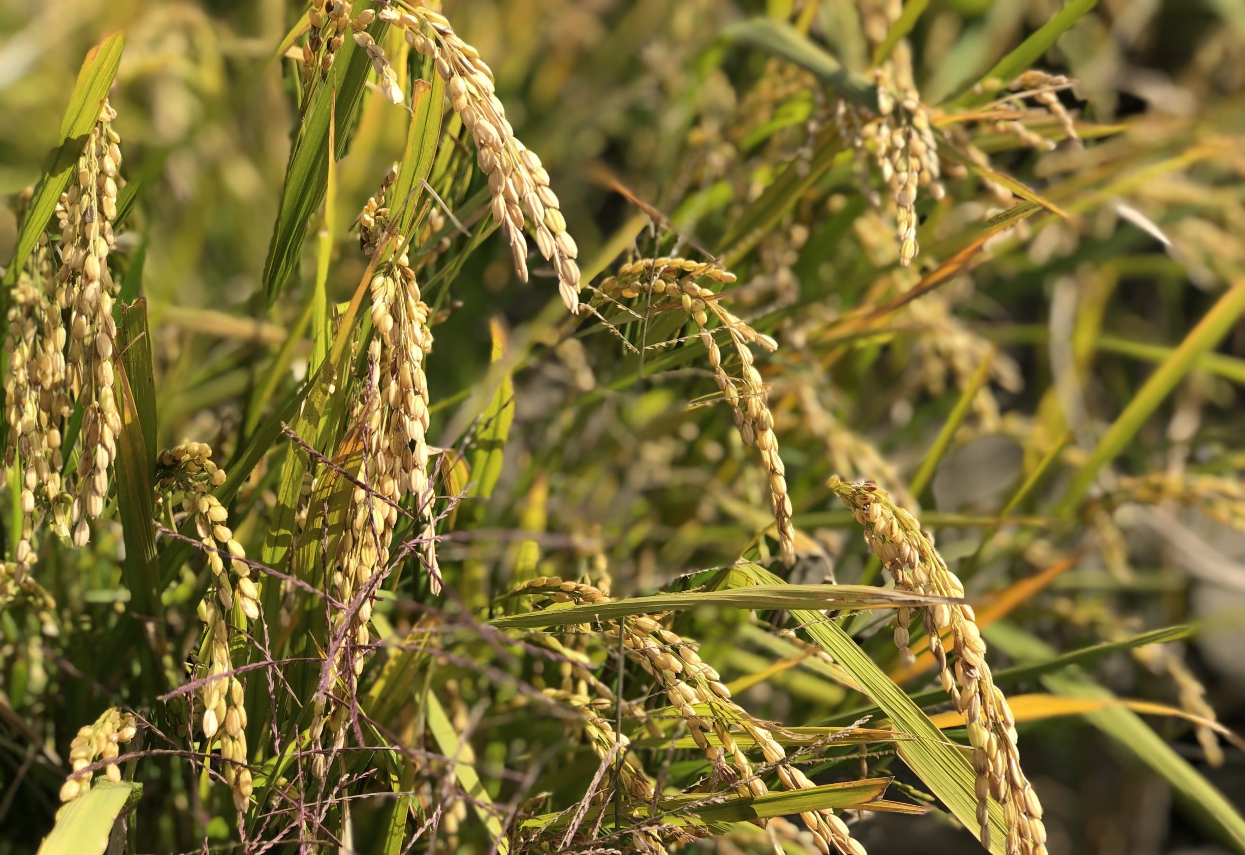 弊社があるこの町の地形は山々と海に囲まれており、山々からの吹き降ろしの風が海に流れるという独特な地形が山田錦に適した寒暖差を生んでいます