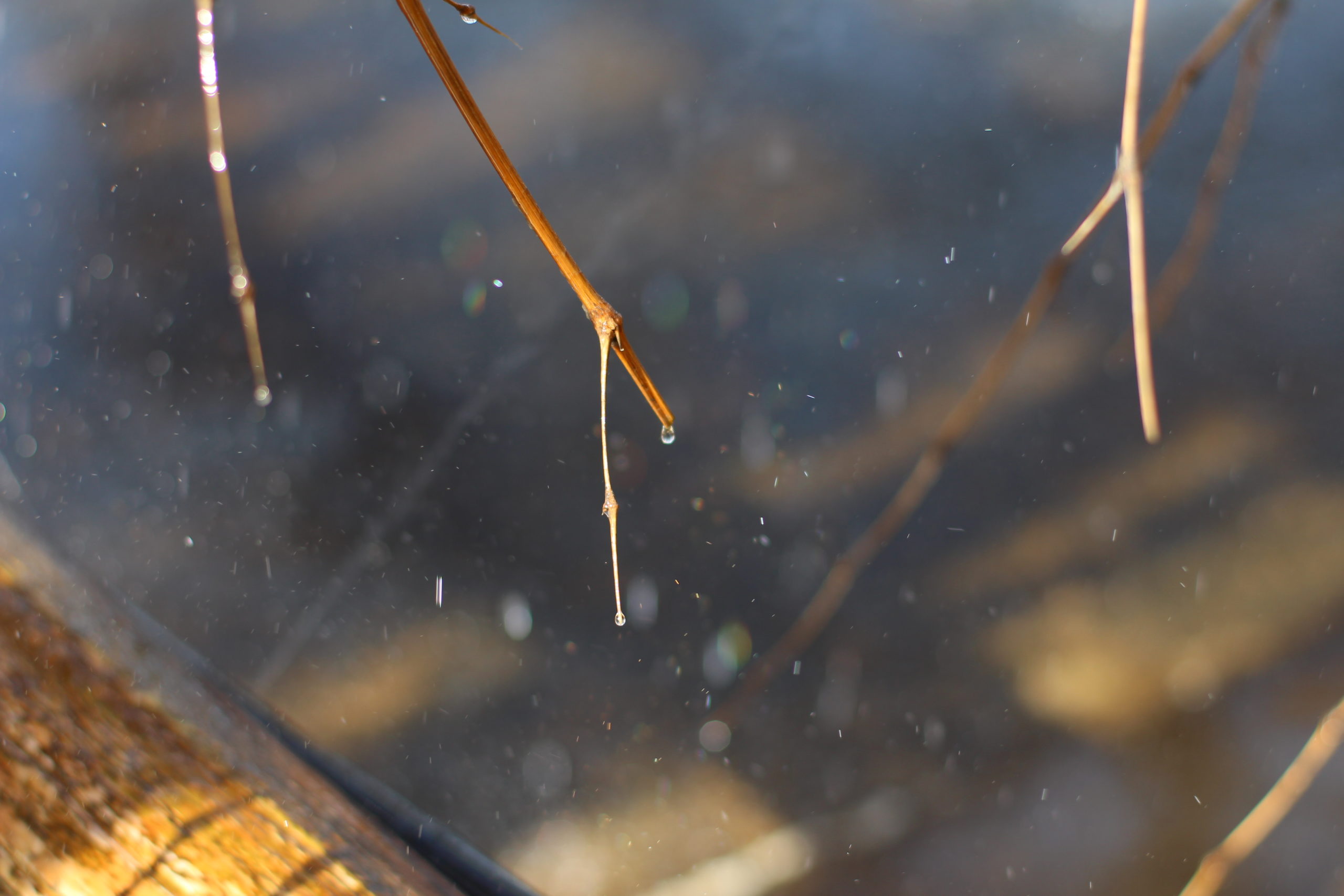 �ޤ������α����Ʊ�